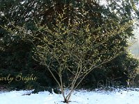 Hamamelis Early Bright - mollis 2015 02 07 3121